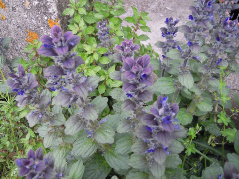 Ajuga reptans